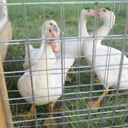 Ferienwohnung Kuehnel Pfaffendorf エクステリア 写真