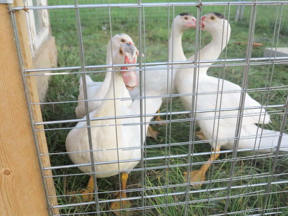 Ferienwohnung Kuehnel Pfaffendorf エクステリア 写真